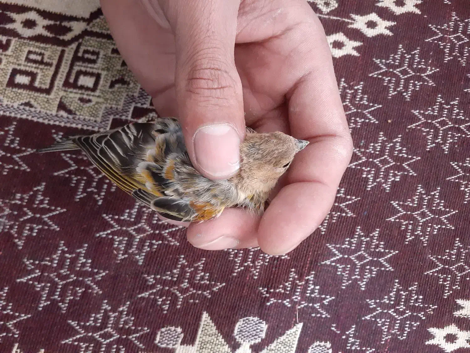 جوجه گلبسر.سهره.جوجه سهره.گلبسرنر.گلبسر ماده پرنده|پرنده|فیروزکوه, |دیوار