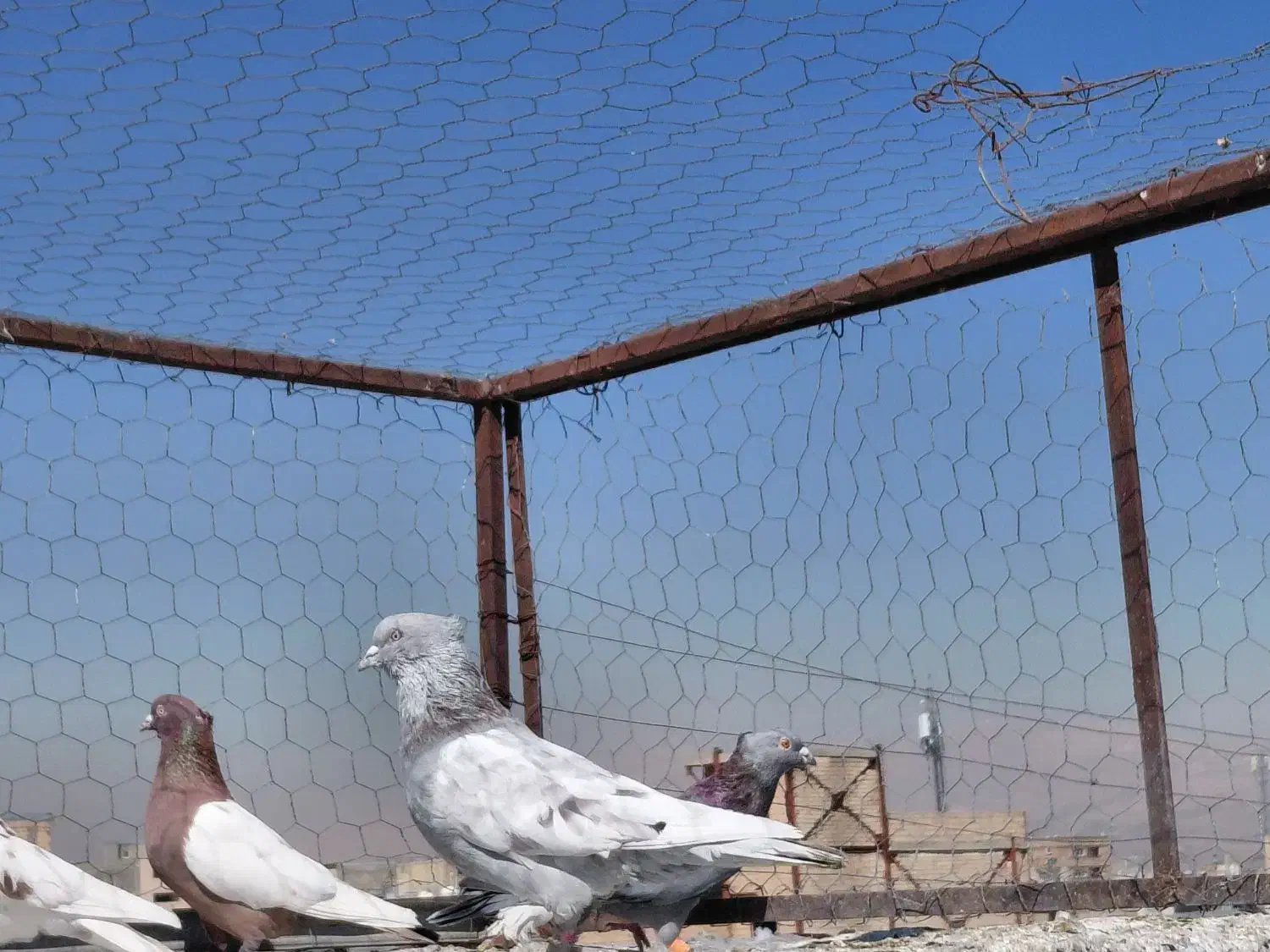 کفتر|پرنده|شیراز, کوشک میدان|دیوار