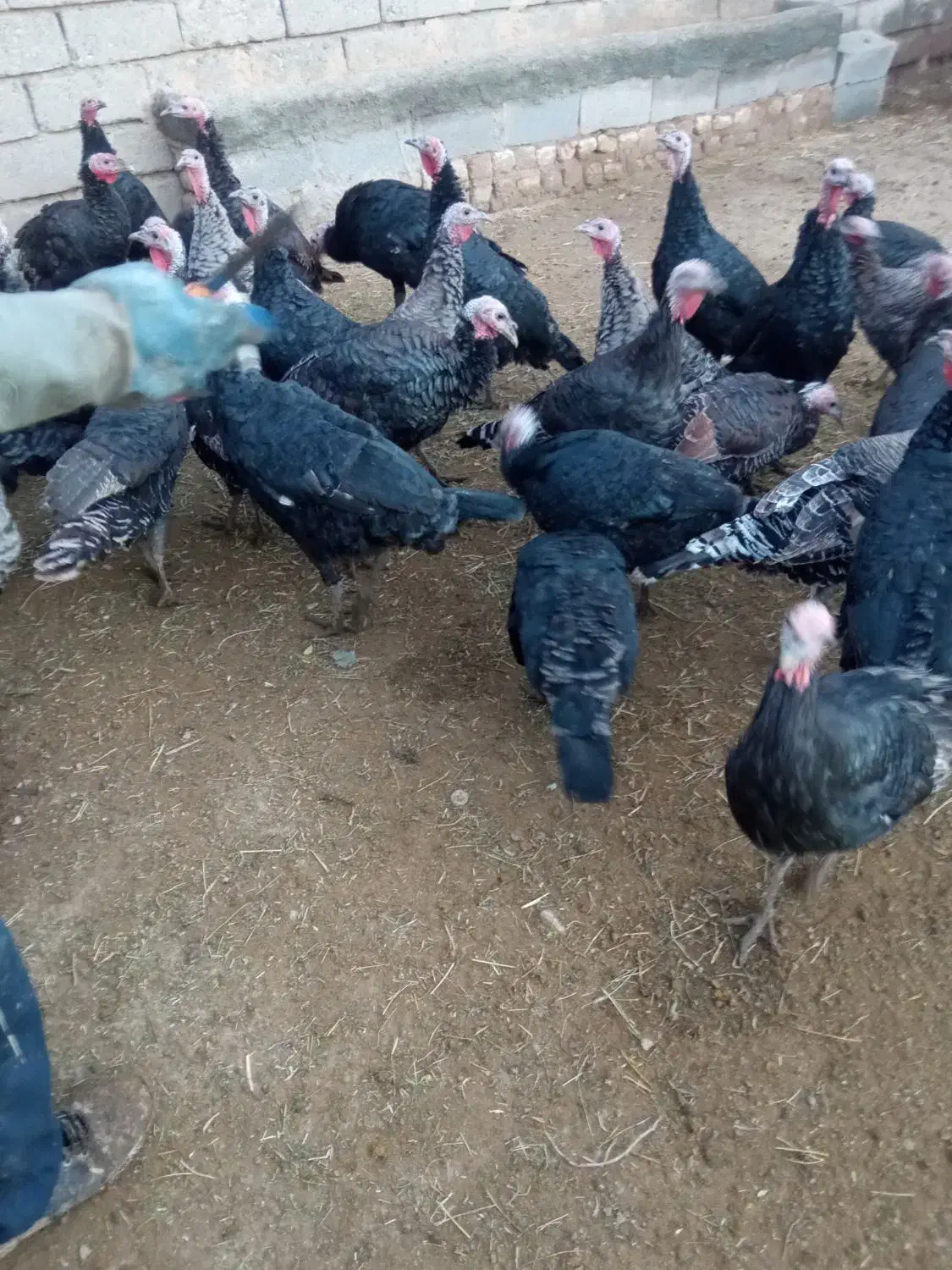 بوقلمون نر و ماده|حیوانات مزرعه|کنگاور, |دیوار