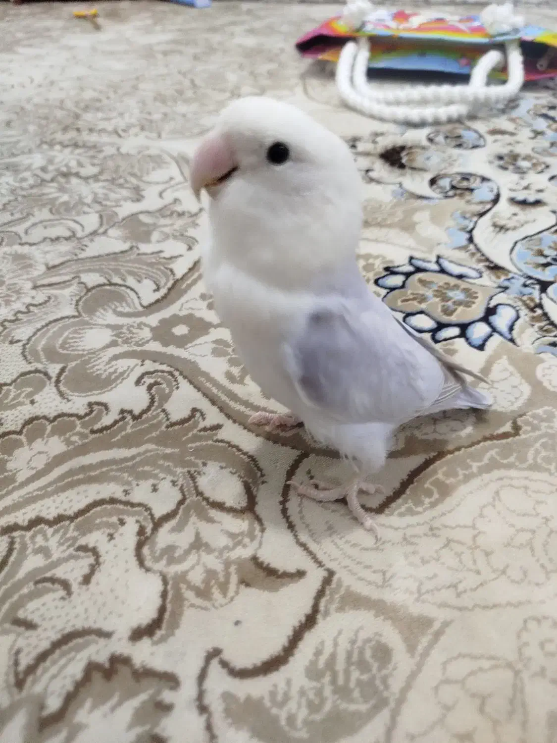 طوطی برزیلی ـ کوتوله|پرنده|محمدیه-قزوین, |دیوار