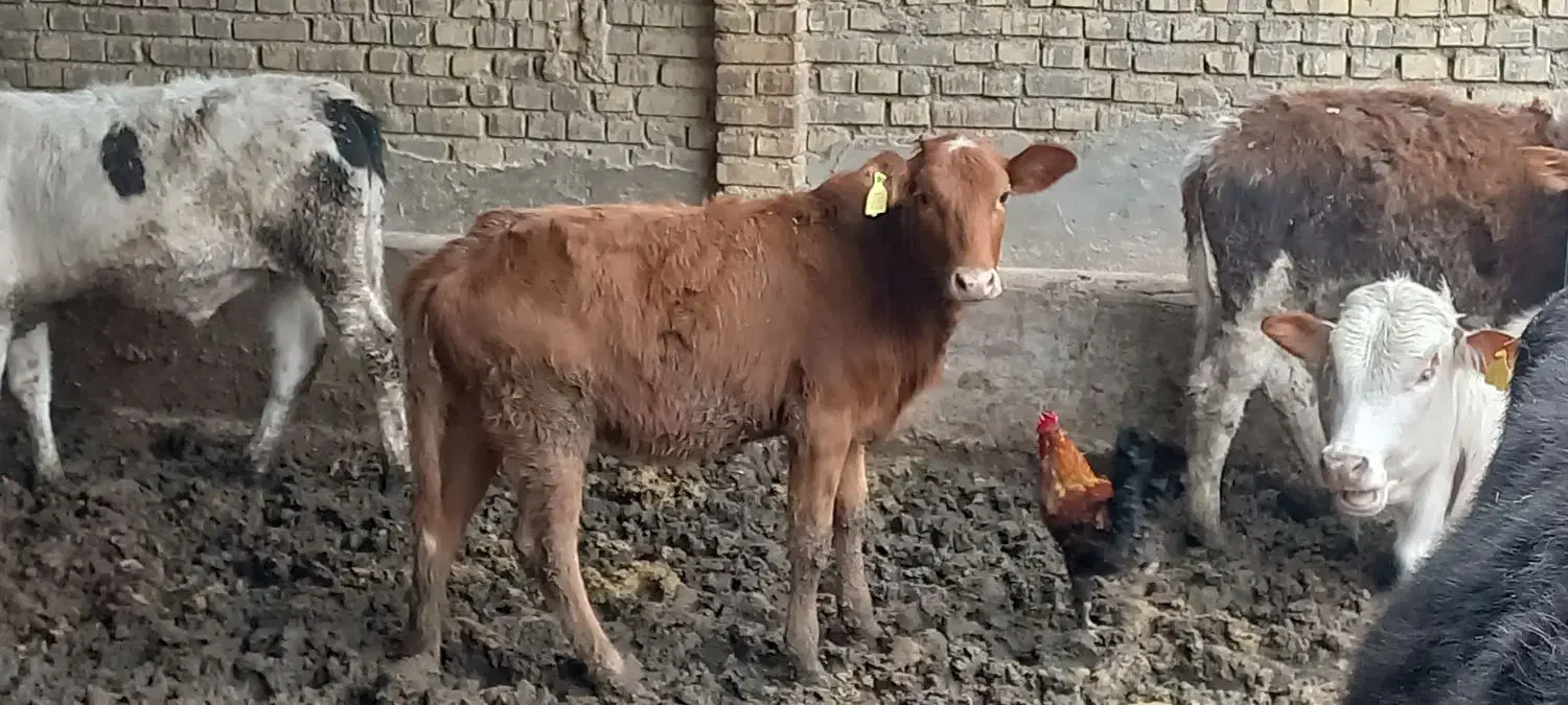 گوساله نر وماده|حیوانات مزرعه|سوسنگرد, |دیوار