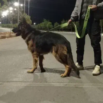 ژرمن شپرد نر|سگ|شراء, |دیوار