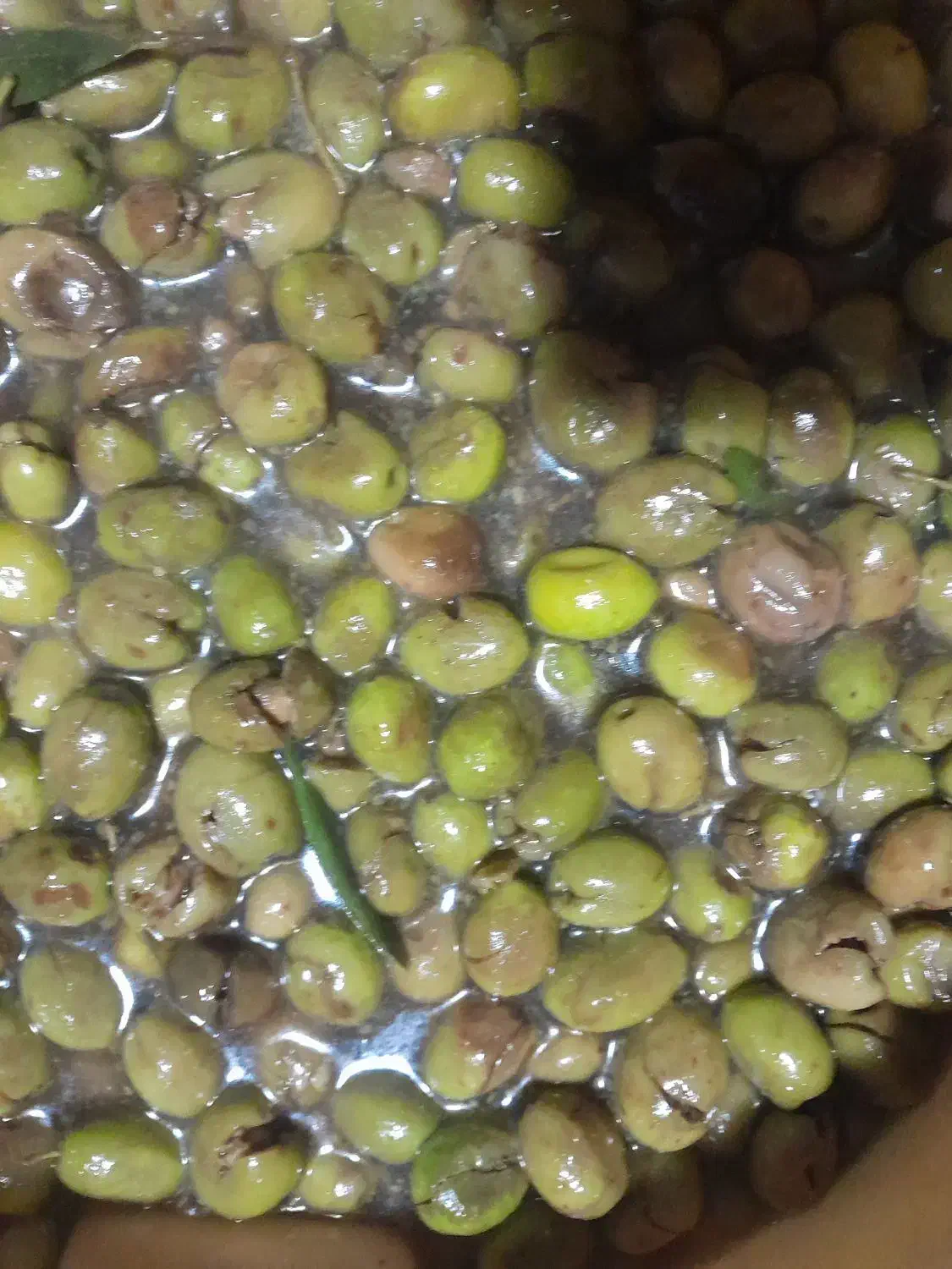 زیتون شکسته تلخ سنتی درشت|خوردنی و آشامیدنی|منجیل, |دیوار