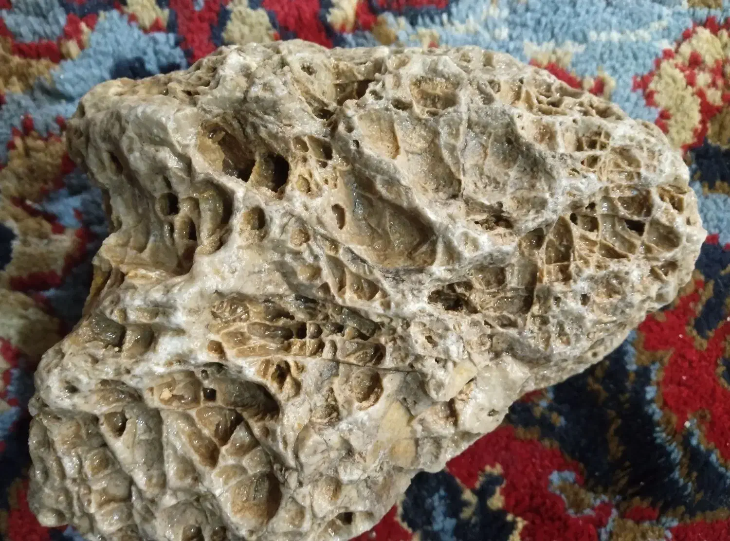 سنگ ویترین ،فسیل مرجان دریایی|کلکسیون اشیاء عتیقه|اردل, |دیوار