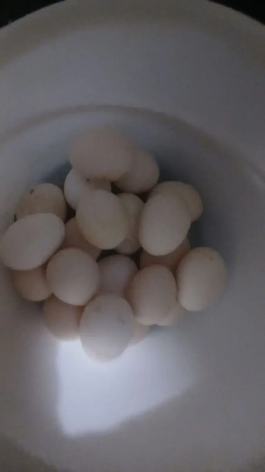 تخم مرغ محلی|خوردنی و آشامیدنی|اهواز, حصیرآباد|دیوار