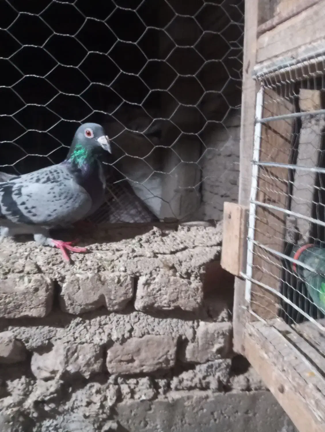 مگسی فری ماده تضمین|پرنده|نگین شهر, |دیوار