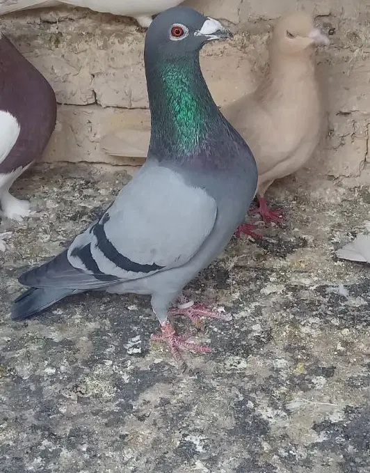 کفتر|پرنده|چناران, |دیوار
