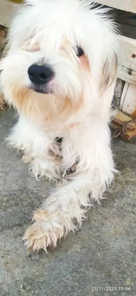 سگ شیتزو تمیز تمیز|سگ|برازجان, |دیوار