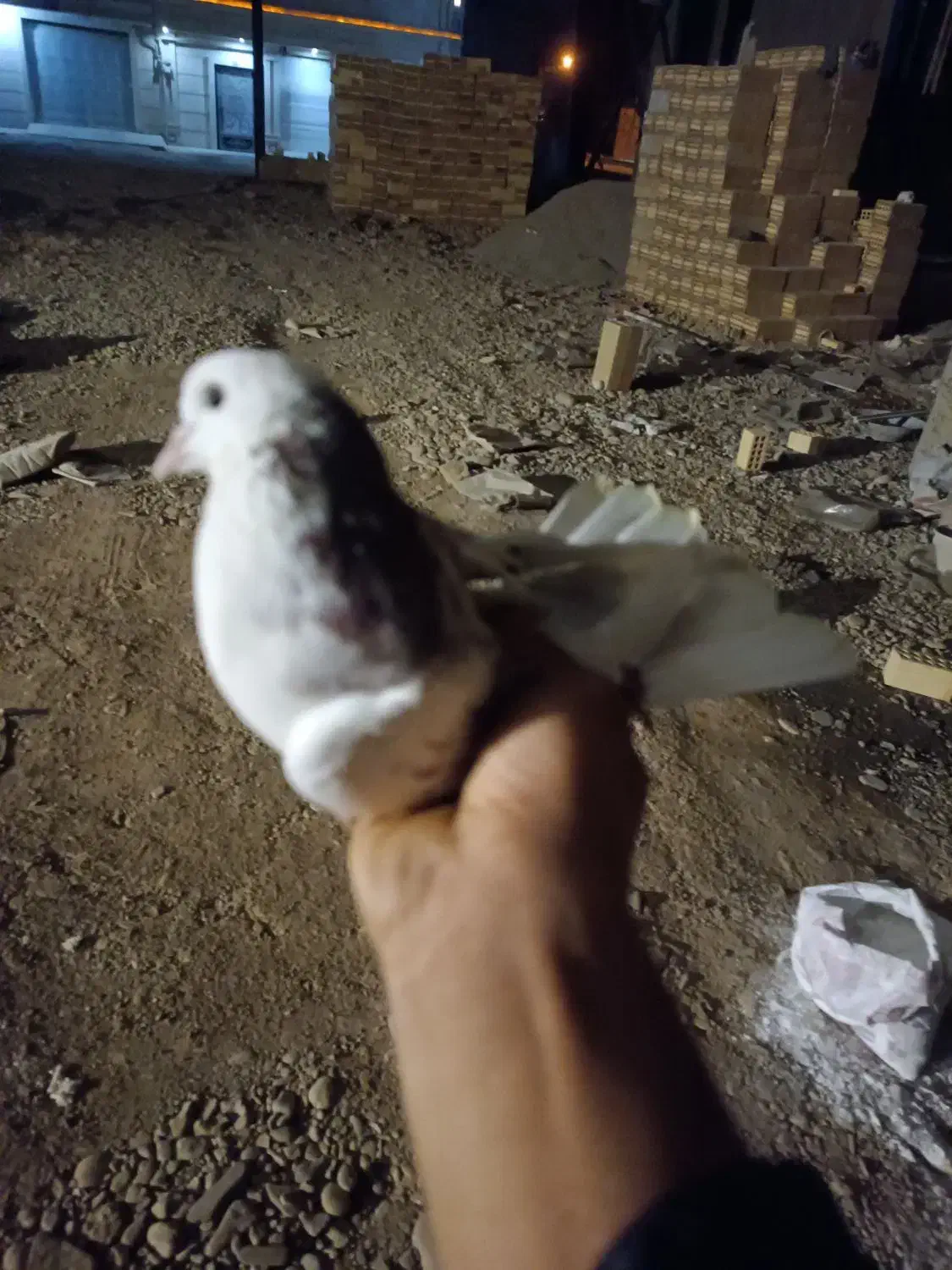 کفتر غریبگیری|پرنده|قرچک, زیبا شهر|دیوار