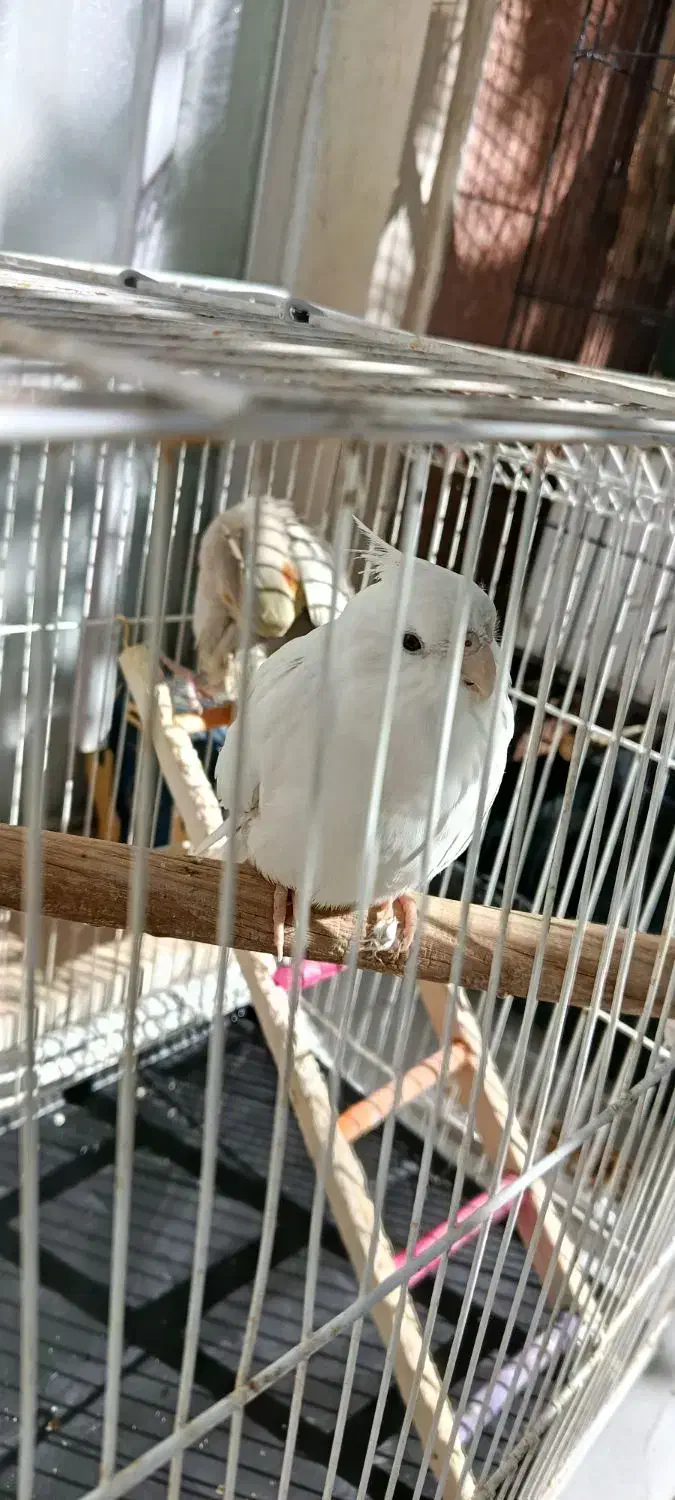 عروس هلندی نر ماده|پرنده|تهران, جیحون|دیوار