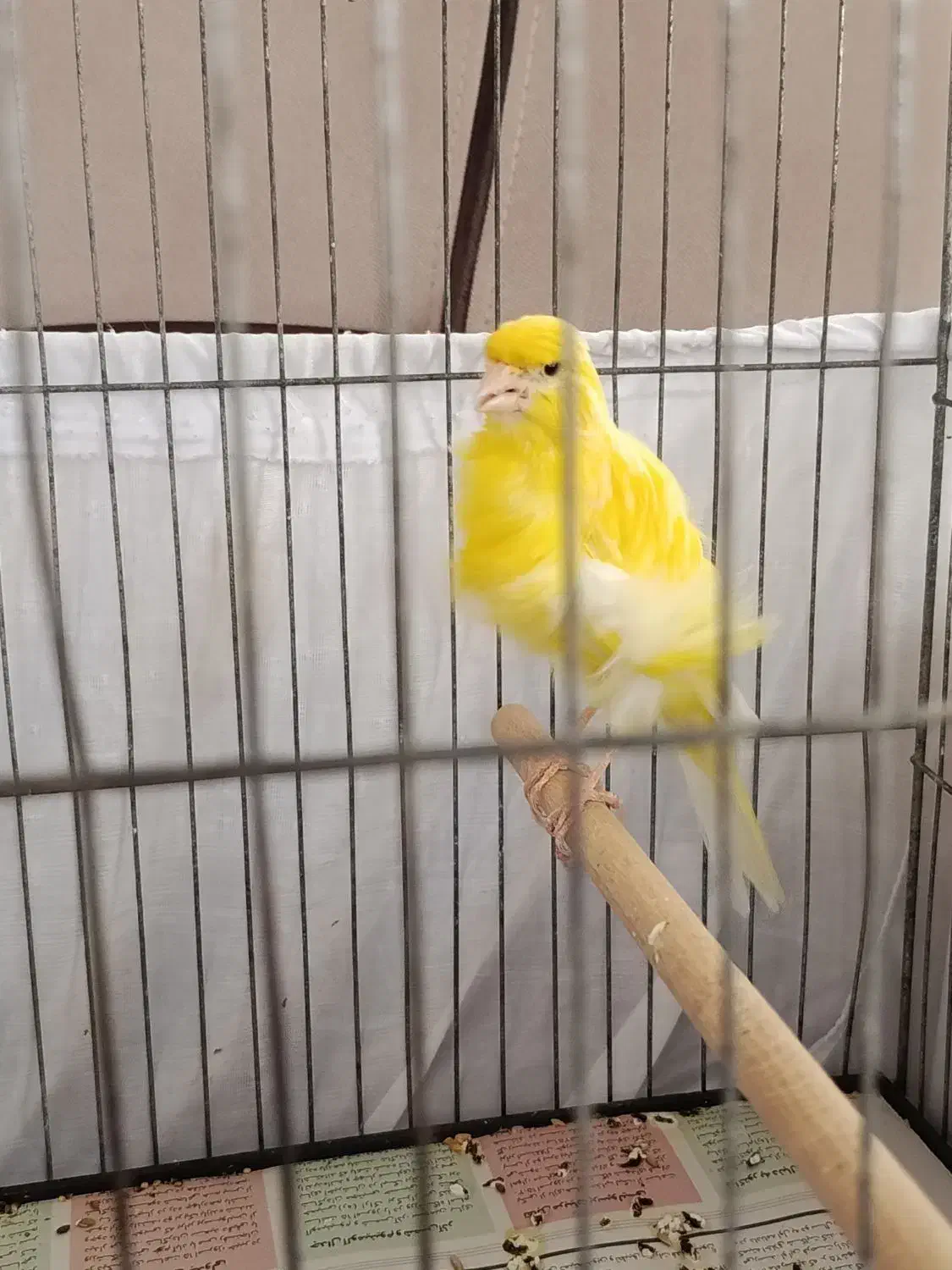 قناری ماده|پرنده|رشت, چمارسرا|دیوار