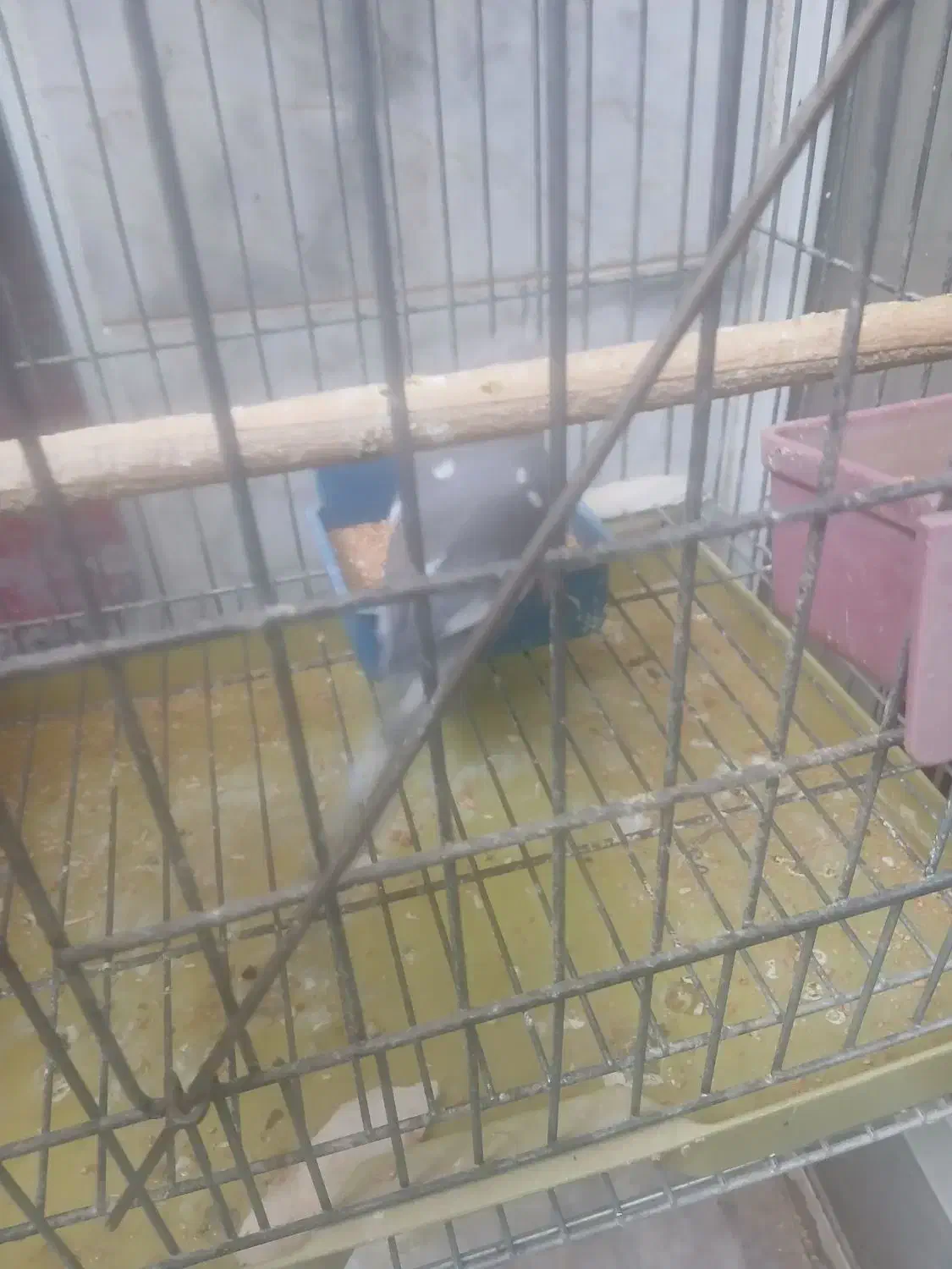 سلام|پرنده|اشکذر, |دیوار