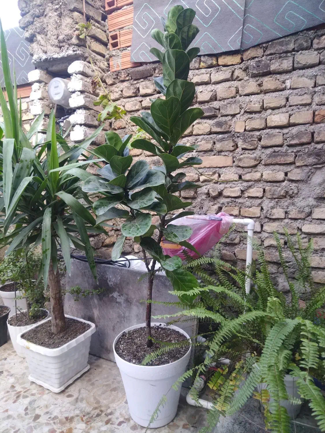 گل وگیاه طبیعی|گل و گیاه طبیعی|قائمشهر, |دیوار