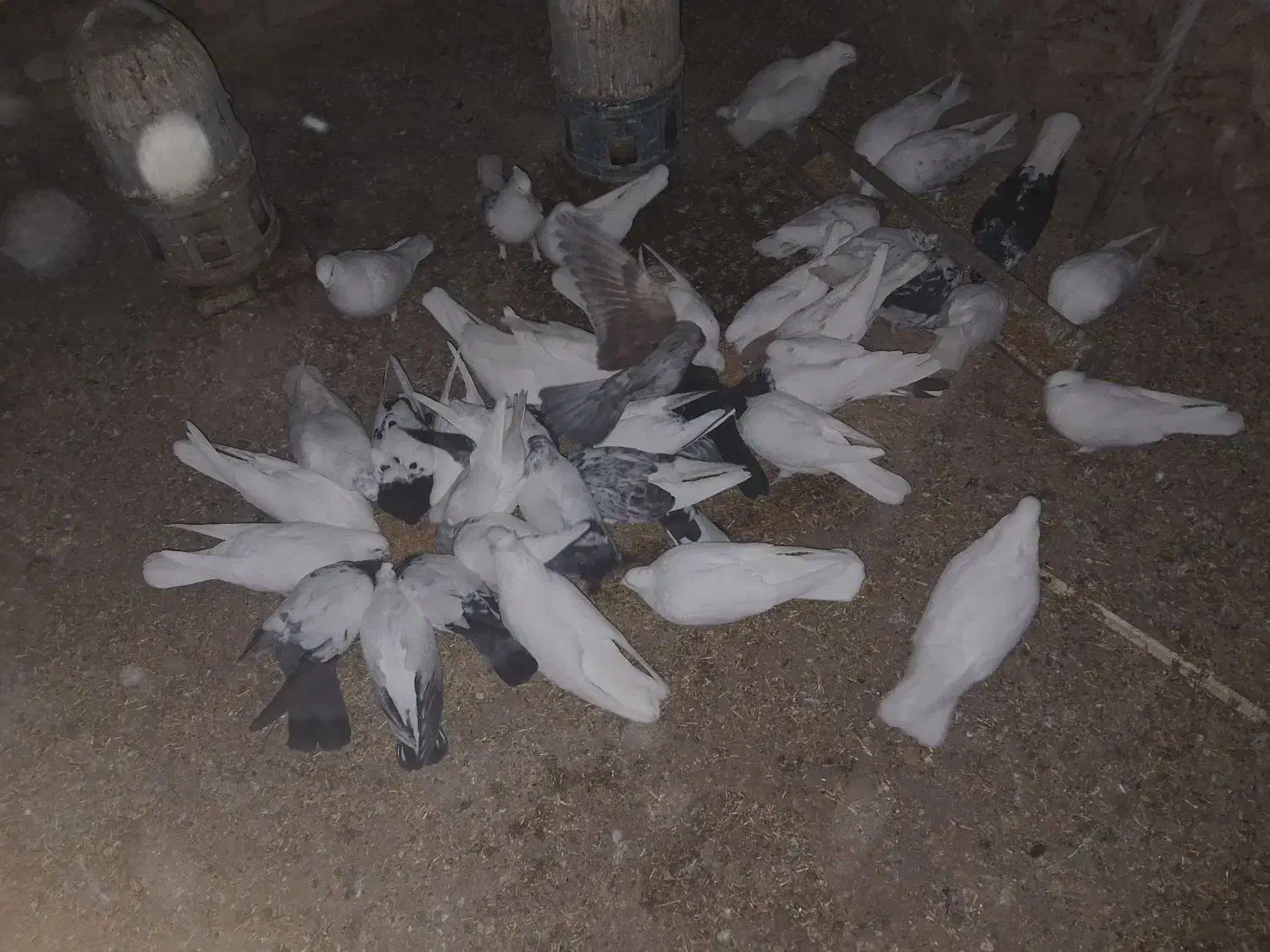 کبوتر|پرنده|قیدار, |دیوار