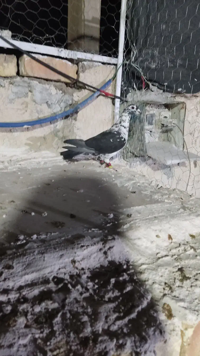 کبوتر|پرنده|کوار, |دیوار