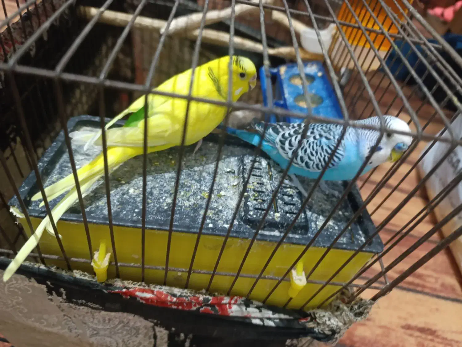 مرغ عشق انگلیسی|پرنده|کبودرآهنگ, |دیوار