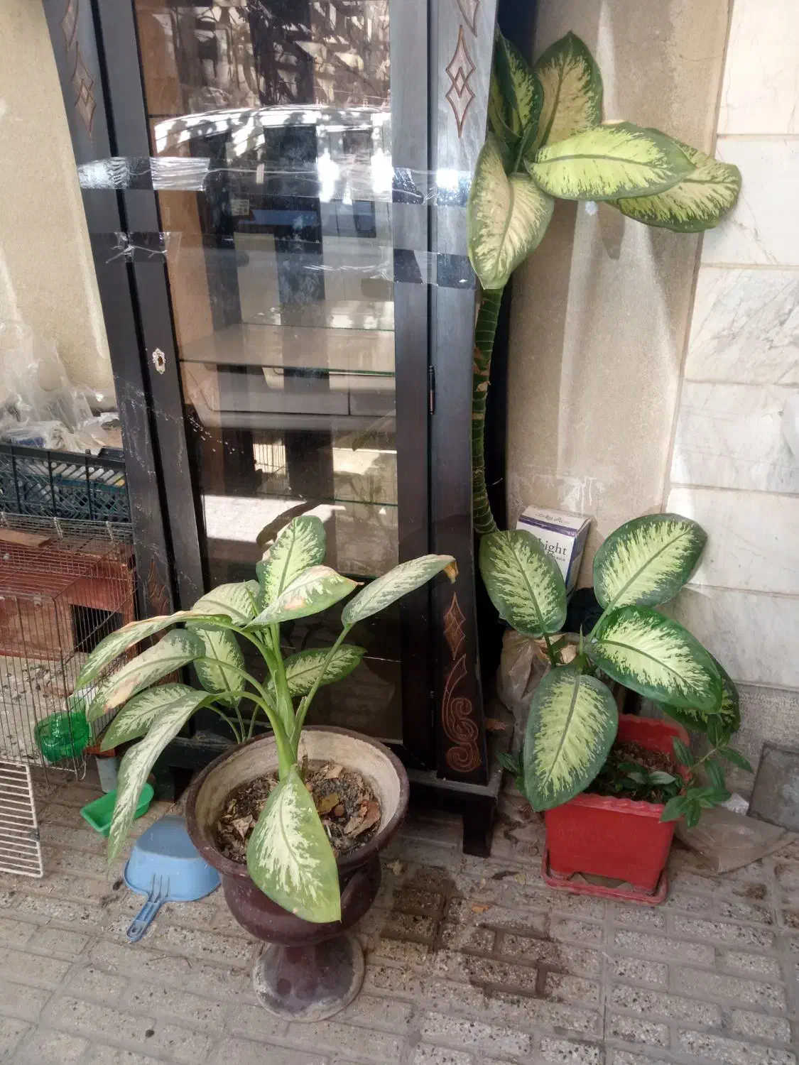 گل دیفن باخی|گل و گیاه طبیعی|کرمانشاه, |دیوار