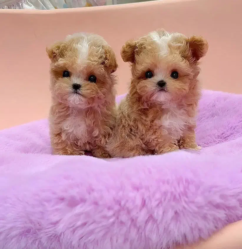 تدی|سگ|بندرعباس, |دیوار