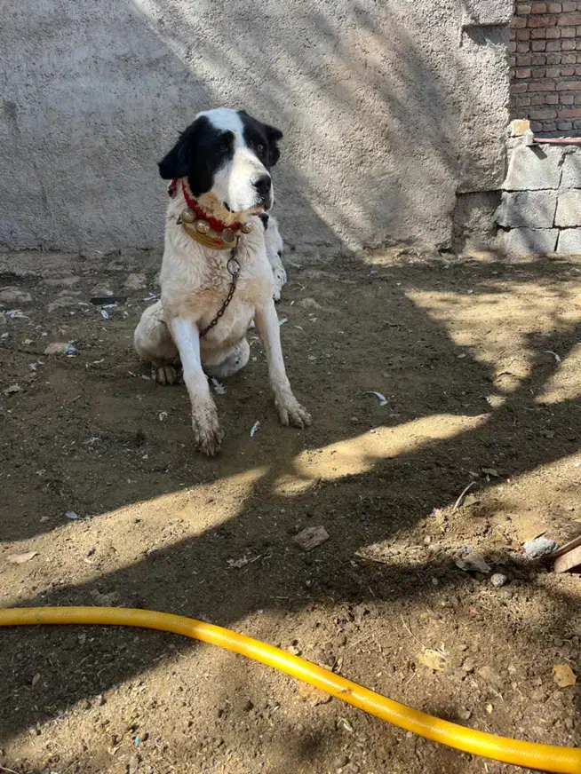 سگ گله|سگ|داران, |دیوار