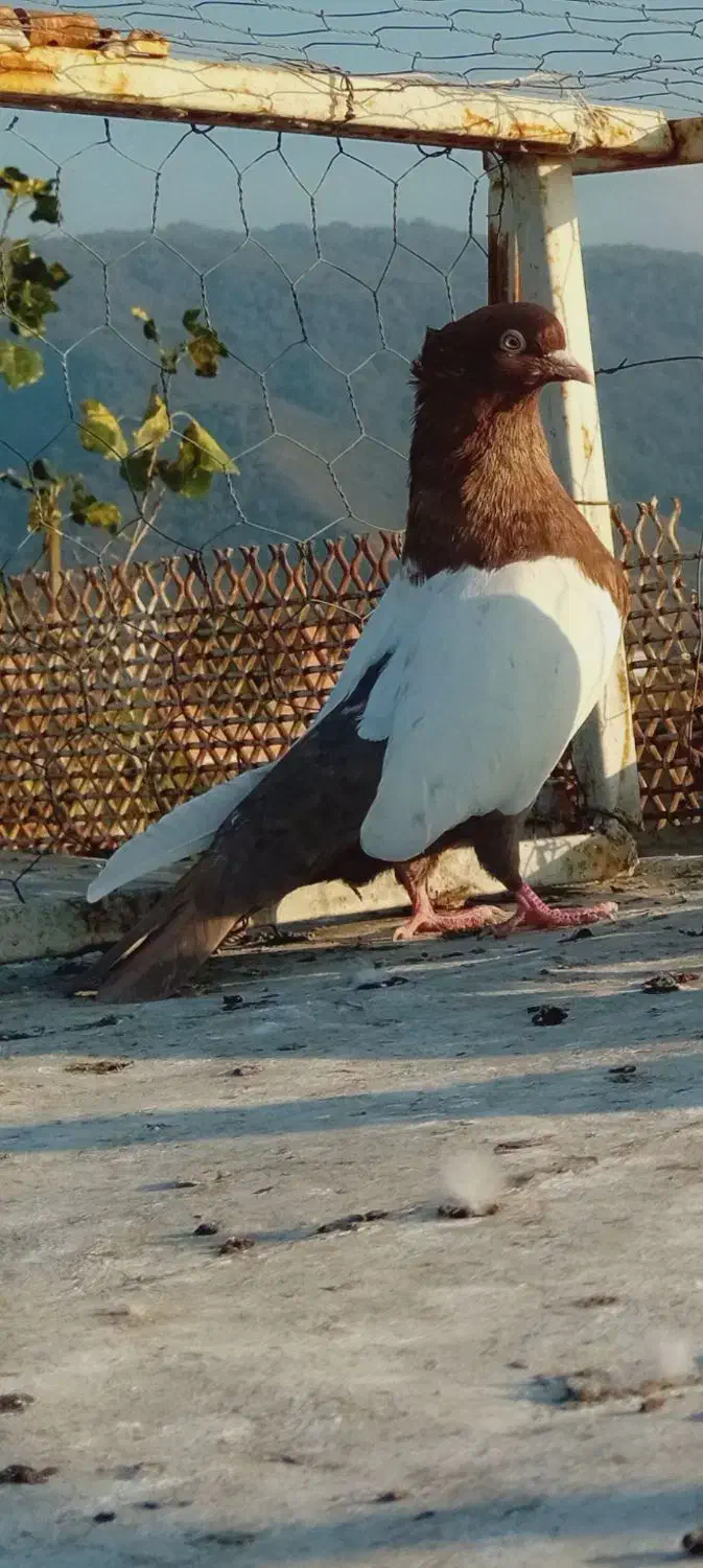 ۵ تا کبوتر رنگی عالی|پرنده|دلند, |دیوار