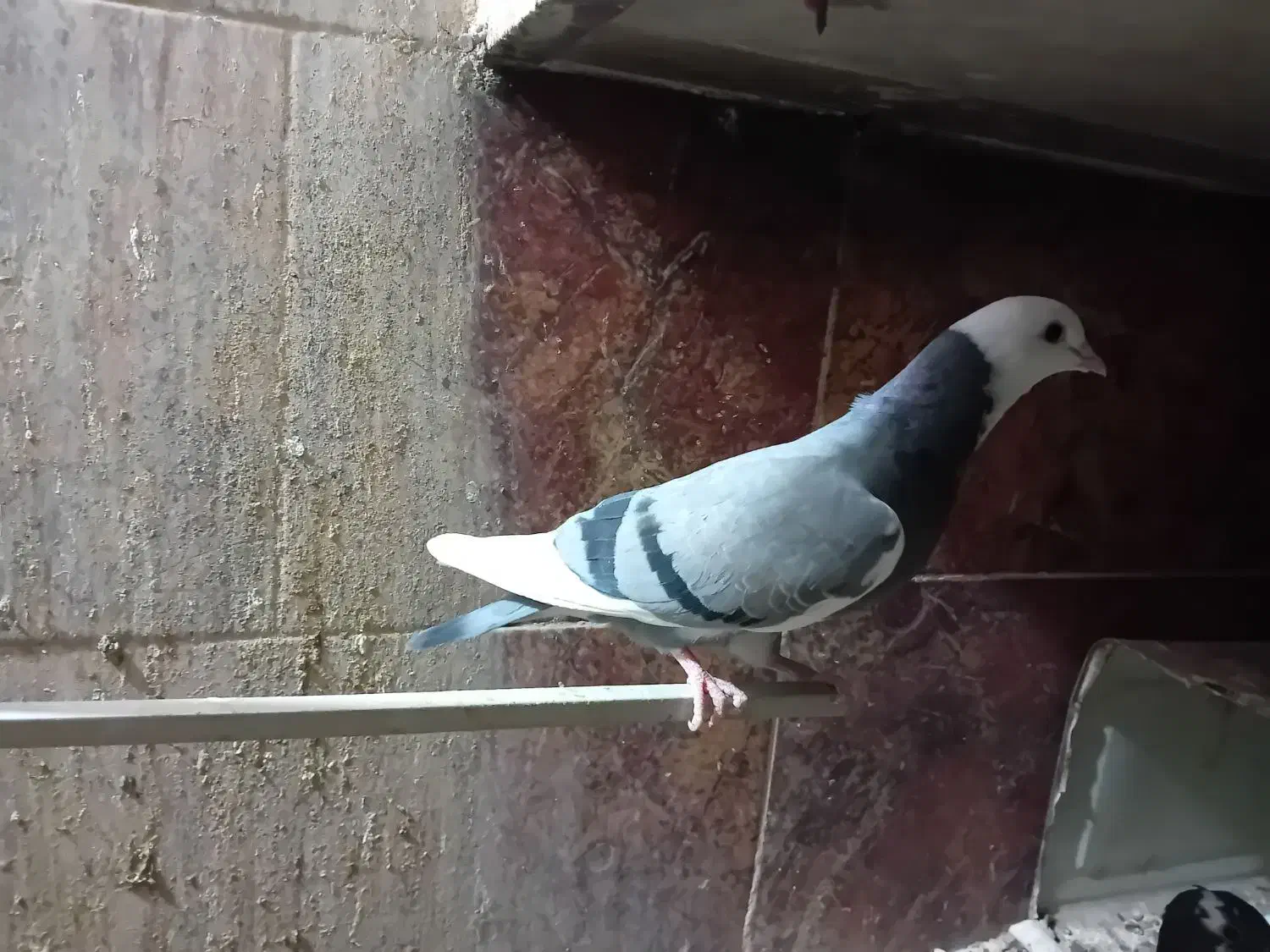 ۷ عدد شازده سبز وسیاه|پرنده|اردکان, |دیوار