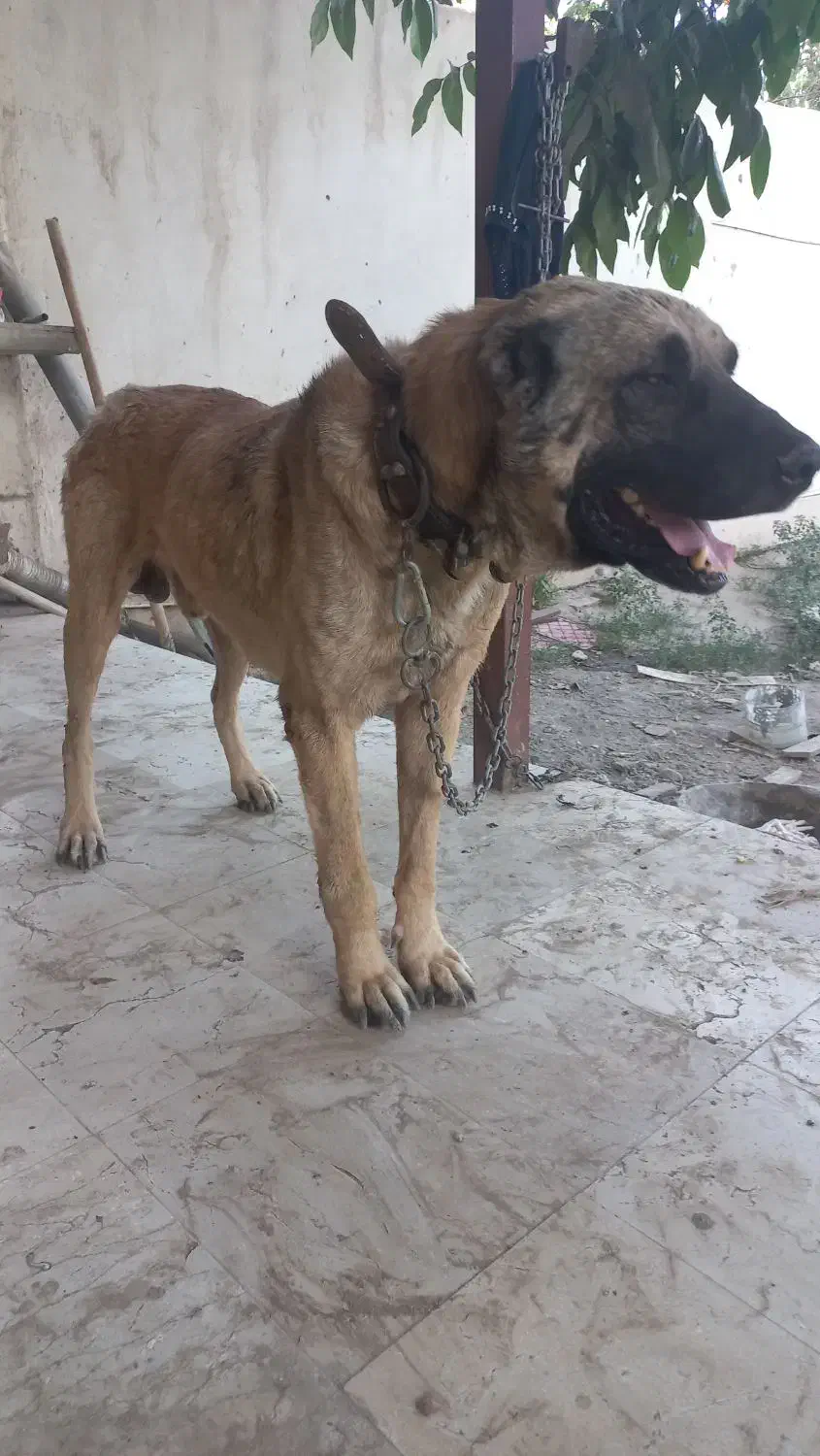 سگ سرابی نر|سگ|چهارباغ, |دیوار