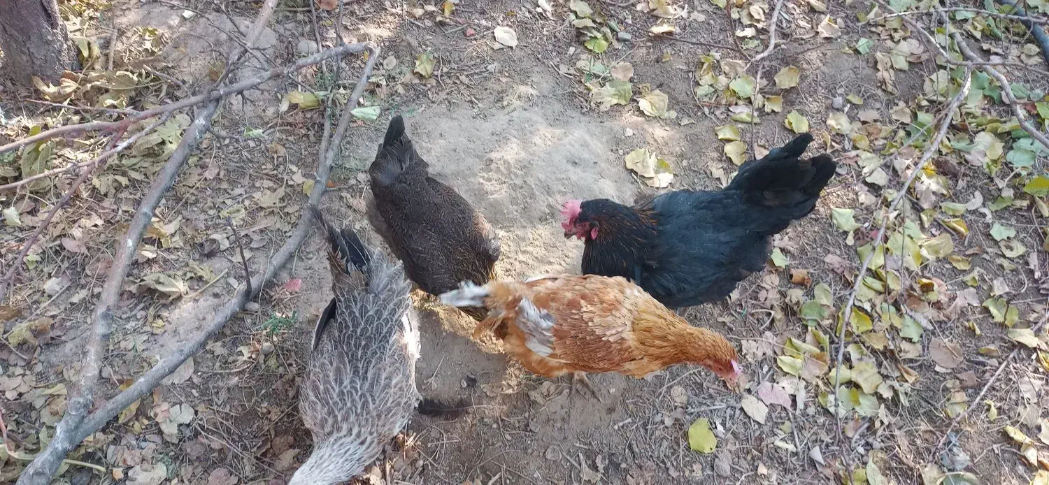 مرغ محلی تخمگذار|حیوانات مزرعه|خسروشاه, |دیوار