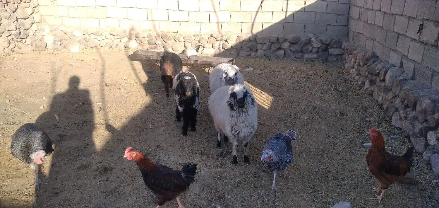 گوسفند فروشی|حیوانات مزرعه|سربیشه, |دیوار