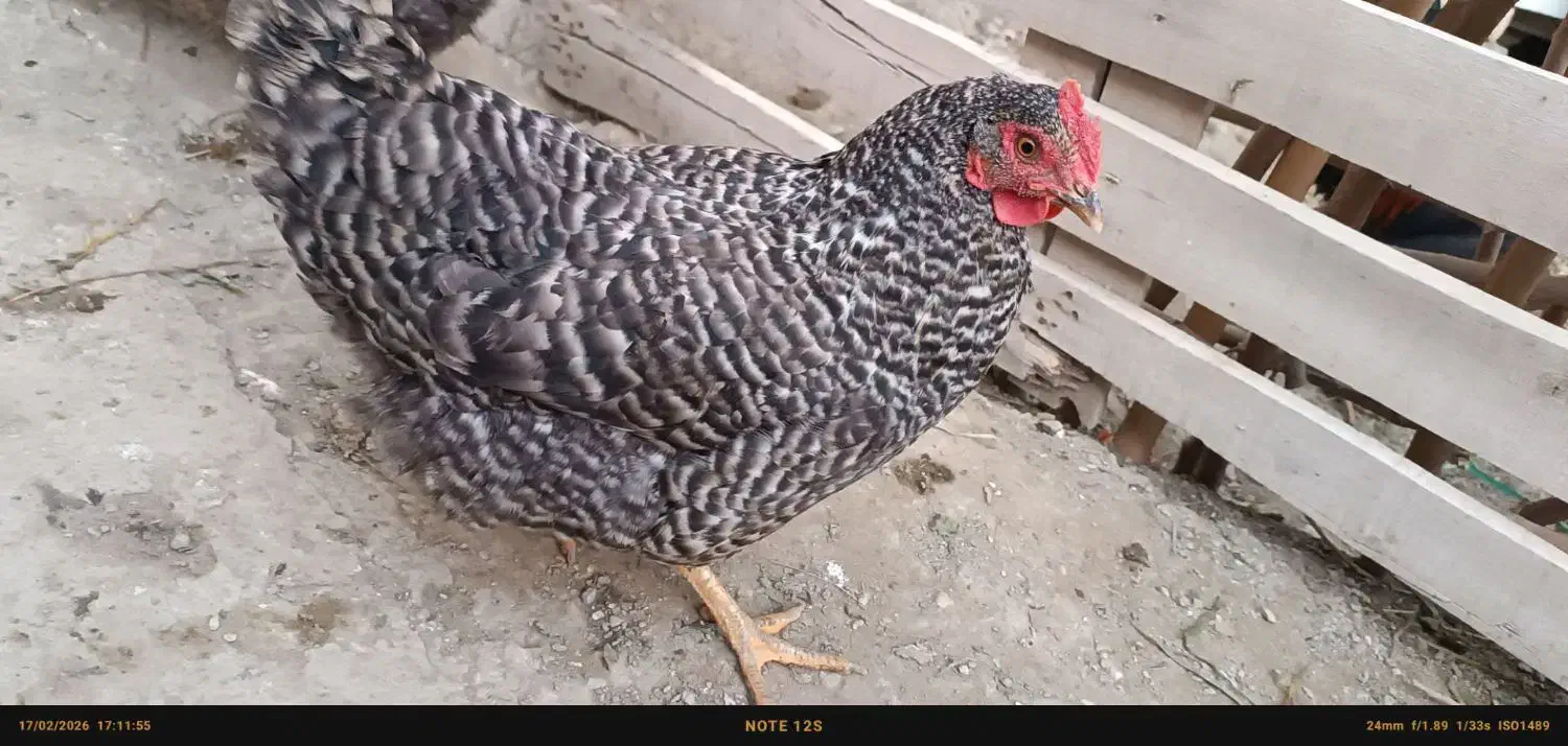 مرغ امروک|حیوانات مزرعه|چناران, |دیوار