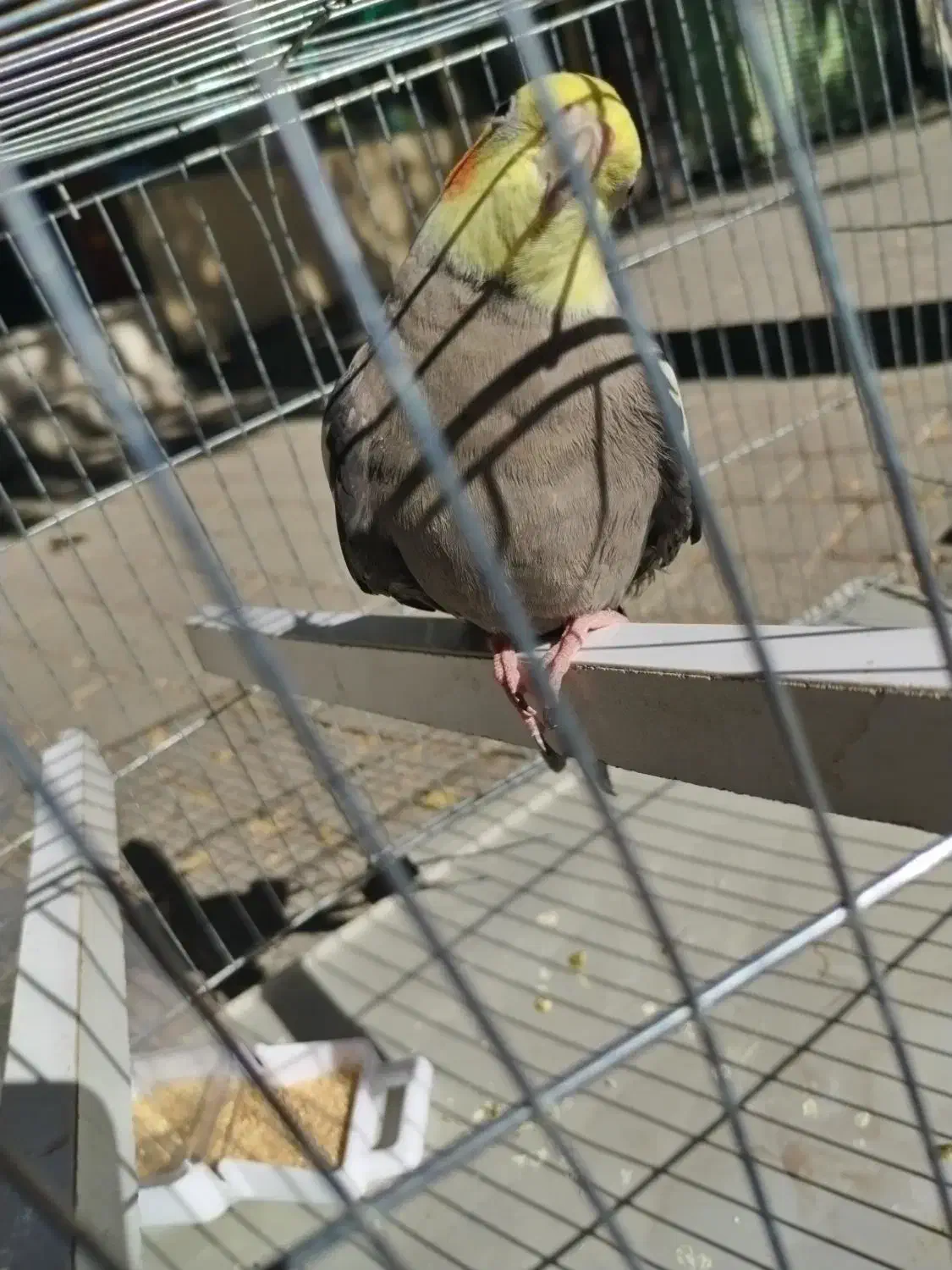 عروس سخنگو|پرنده|بوکان, |دیوار