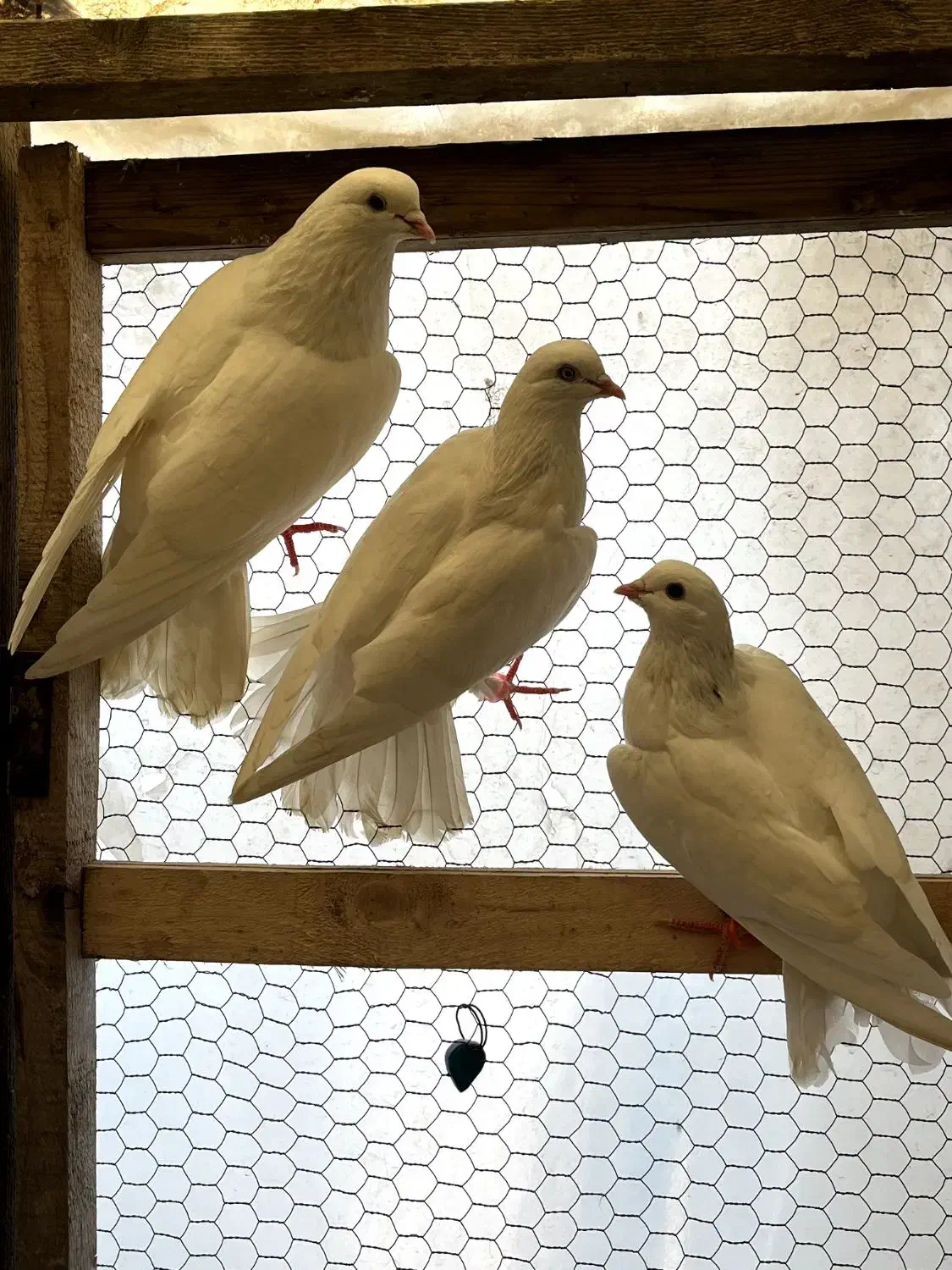 معاوضه یک جفت کبوتر|پرنده|آمل, |دیوار