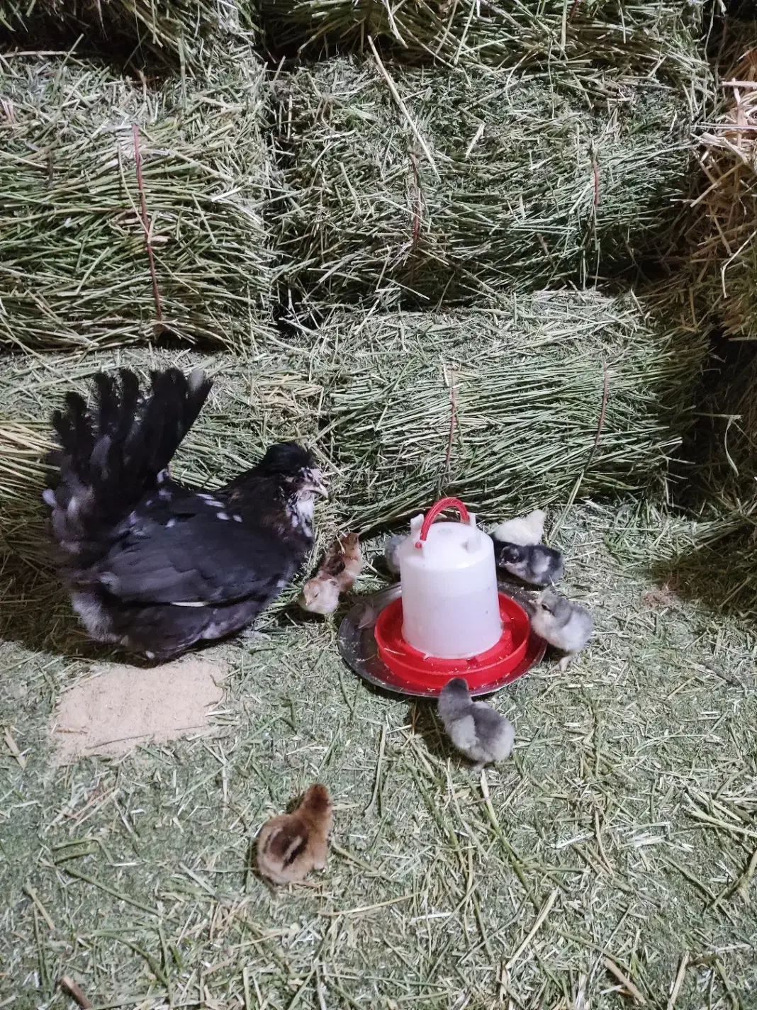 تخم مرغ،جوجه و مرغ و خروس گلین،کبوتر قدیمی|حیوانات مزرعه|نجفآباد, شهدا|دیوار