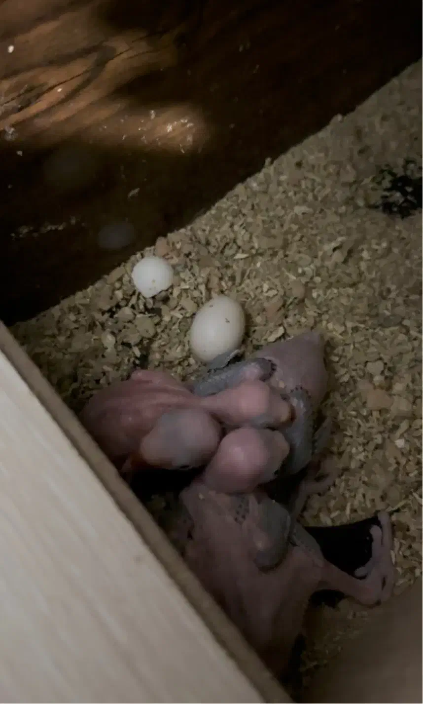 جفت مولد ملنگو به شرط|پرنده|مهران (ایلام), |دیوار