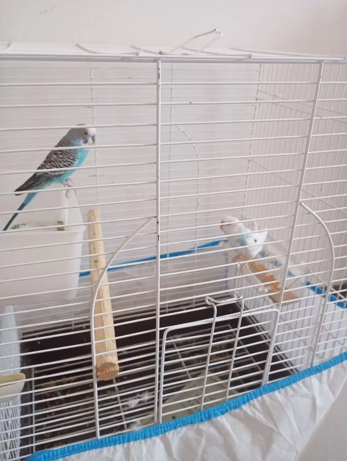 مرغ عشق مولد همراه قفس بزرگ عروس هلندی|پرنده|ایلام, |دیوار