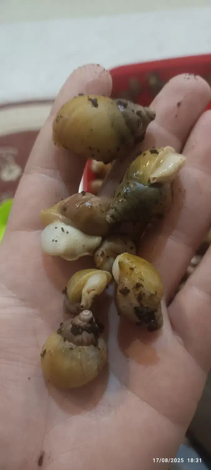 حلزون آلبینو . آچیتا|خزنده|قرچک, میرزائی جنوبی|دیوار