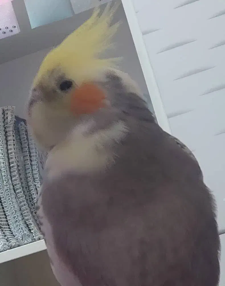 عروس هلندی گم شده|حیوانات|شوش, |دیوار