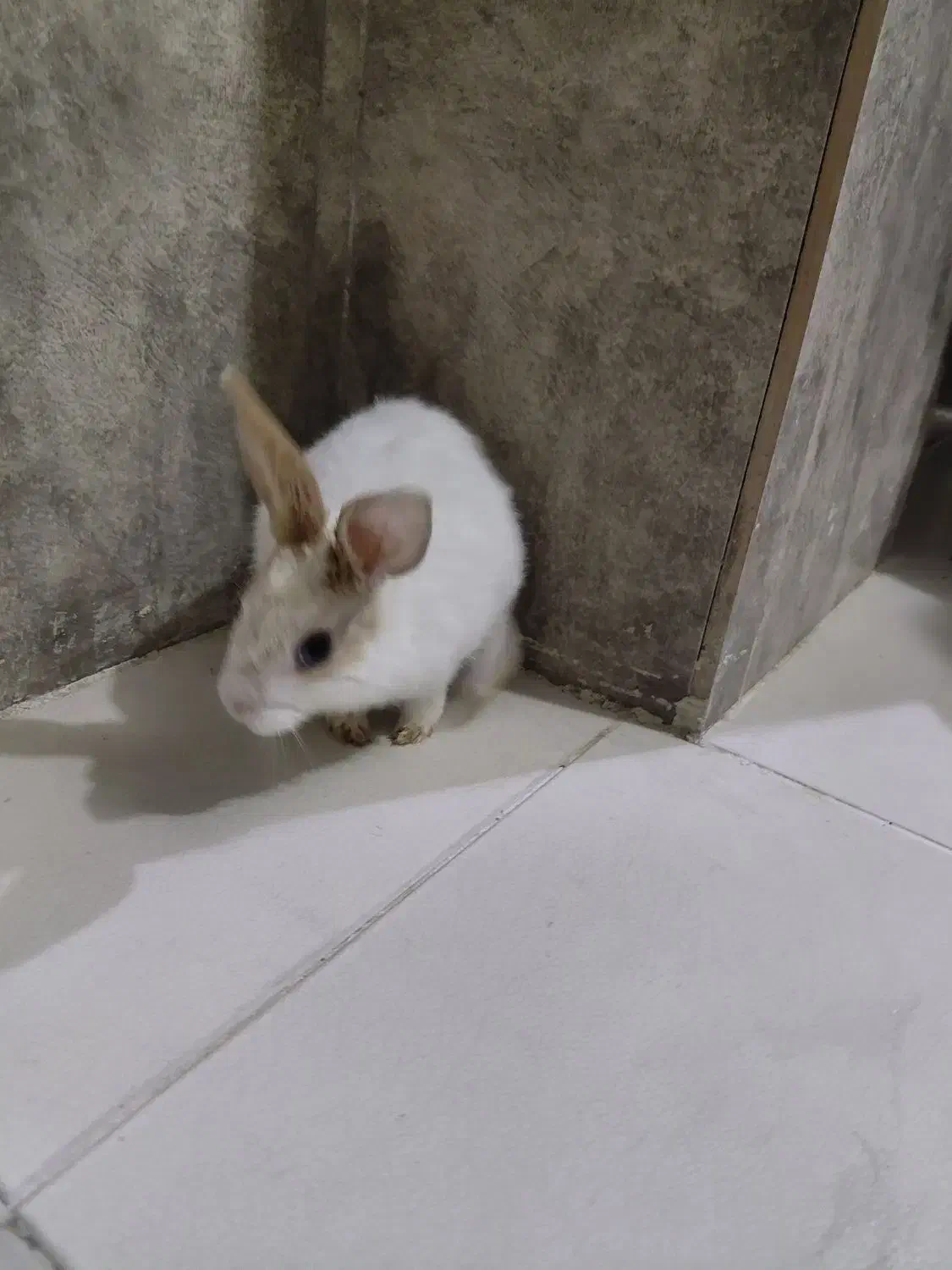 خرگوش بچه چند ماهه سفید|موش و خرگوش|مشهد, رضاشهر|دیوار