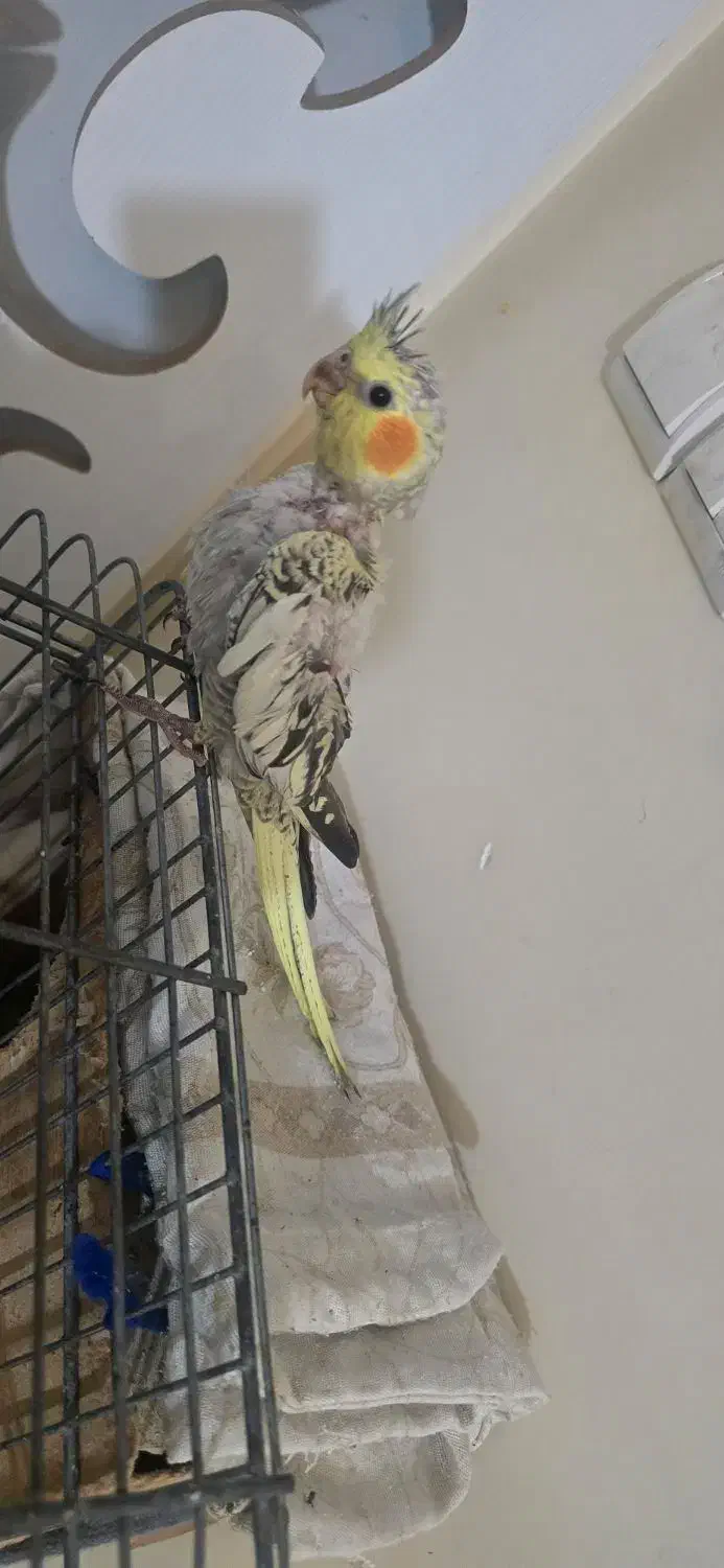 عروس هلندی|پرنده|تهران, افسریه شمالی|دیوار