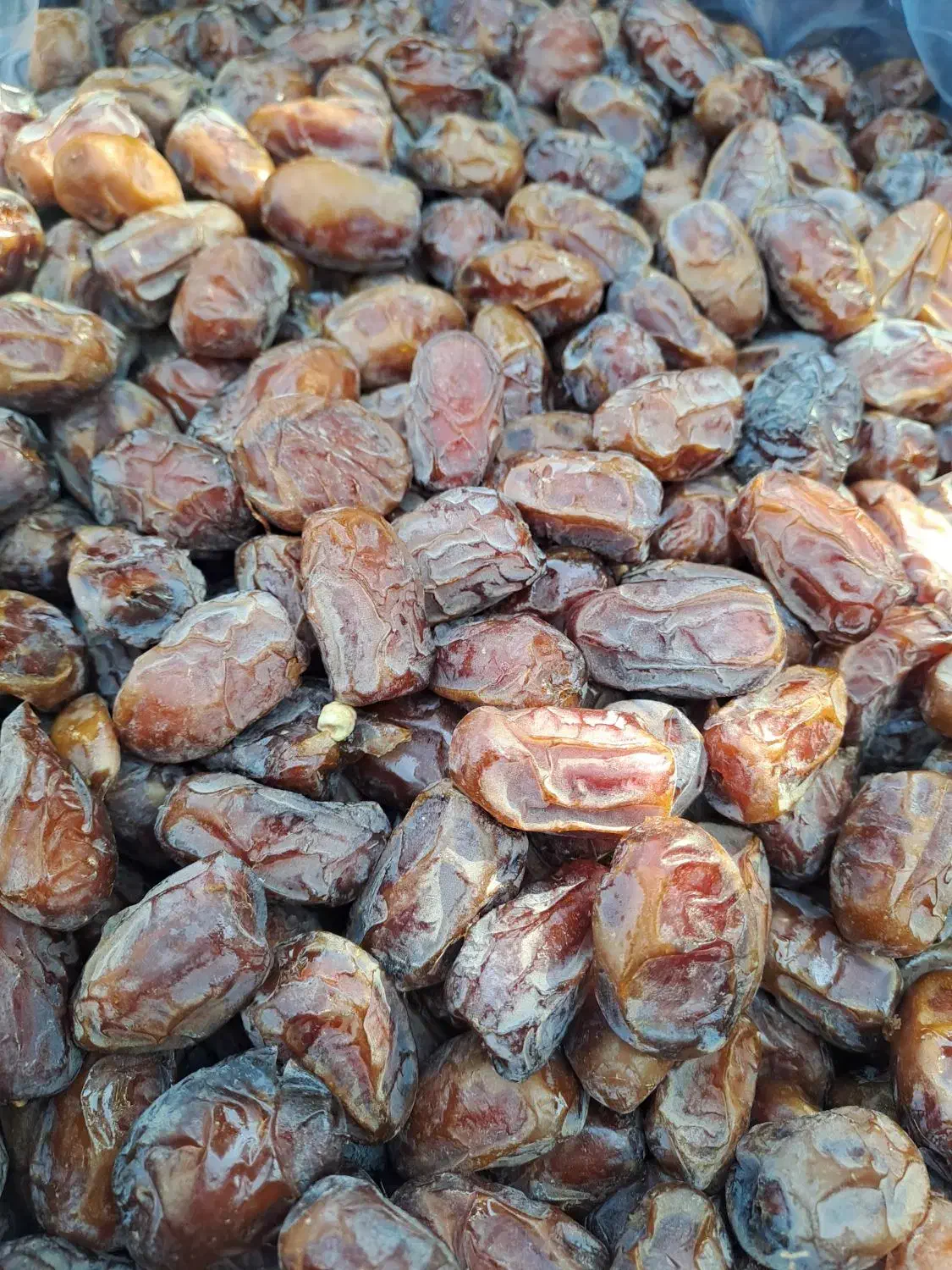 خرما کبکاب خشت اعلا ارگانیک|خوردنی و آشامیدنی|قم, باغ شریفی|دیوار