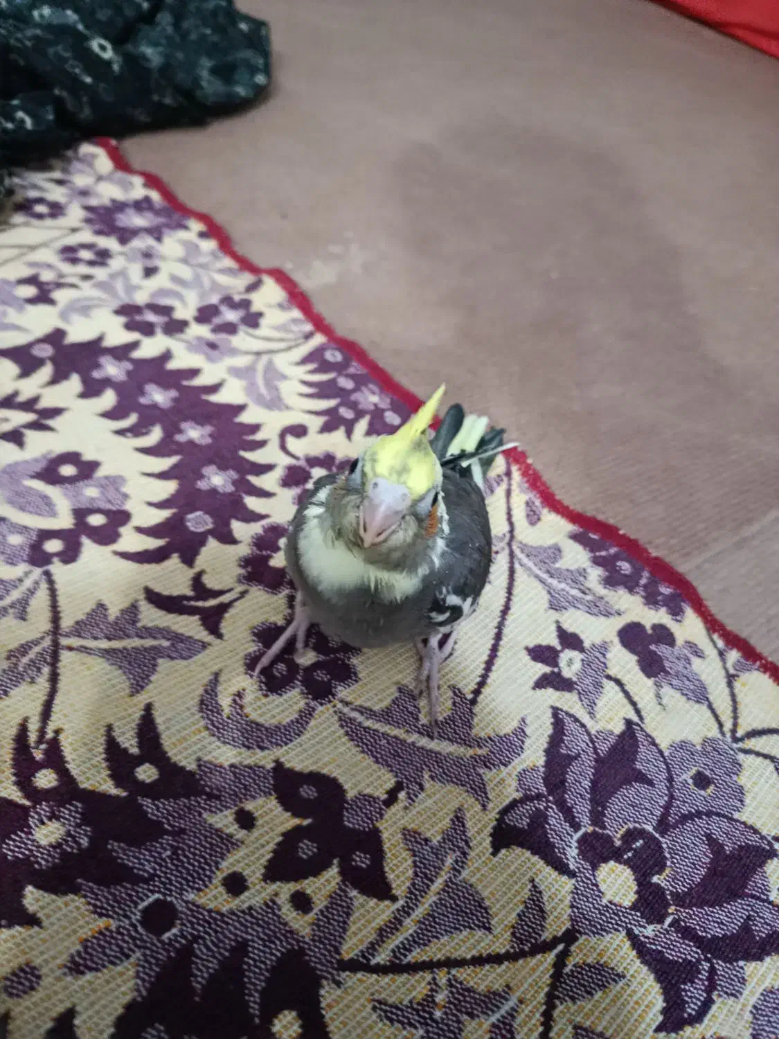 طوطی دستو 36|پرنده|بهبهان, |دیوار