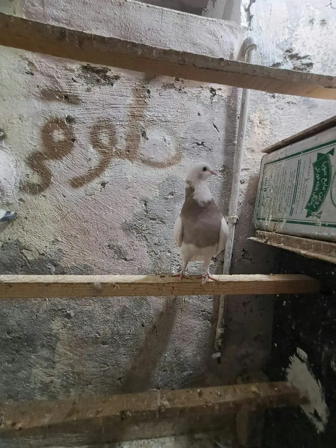 کفتر طوقی آبادانی کفتر خوب|پرنده|قرچک, باقرآباد|دیوار