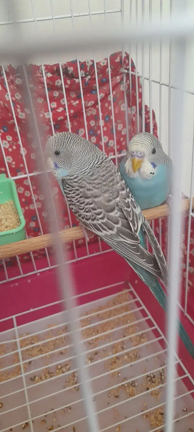 جوجه ۳ ماه|پرنده|مشکیندشت, |دیوار