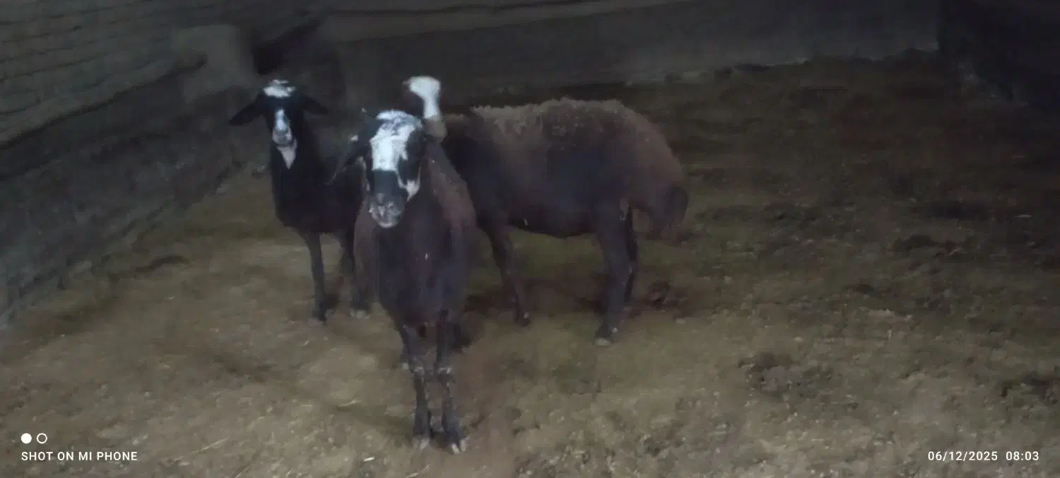 میش افشاری|حیوانات مزرعه|خنداب, |دیوار