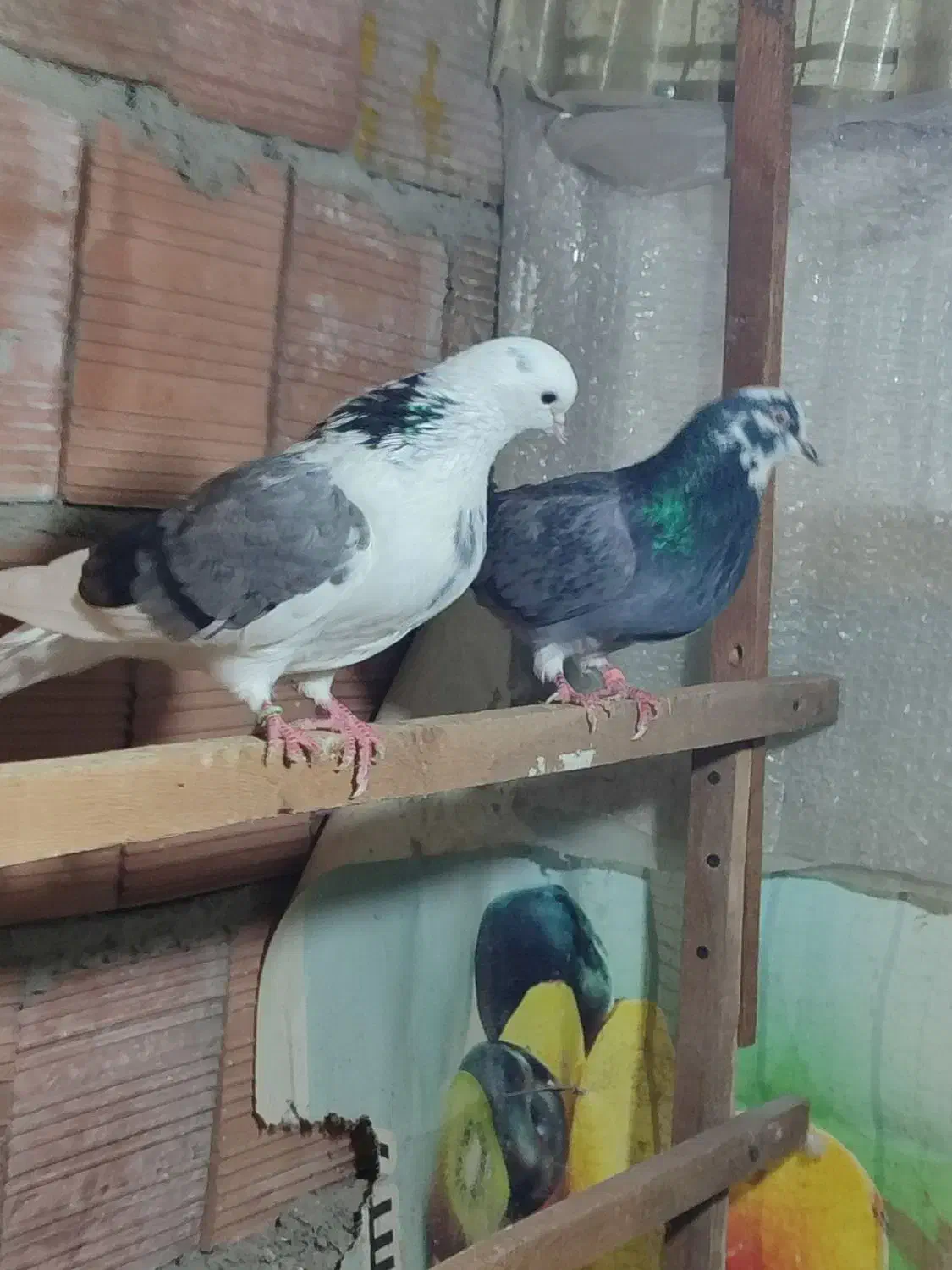 یک جفت ابلغ سبز دهن جور|پرنده|قائمشهر, |دیوار