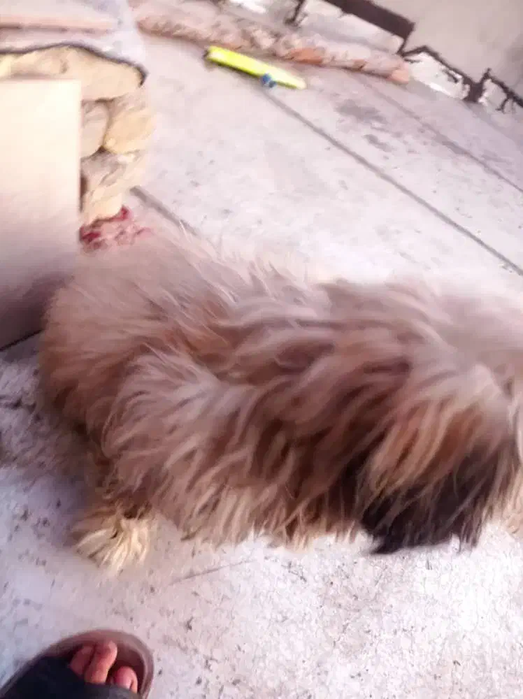 سگ پاپی|سگ|مبارکه, |دیوار