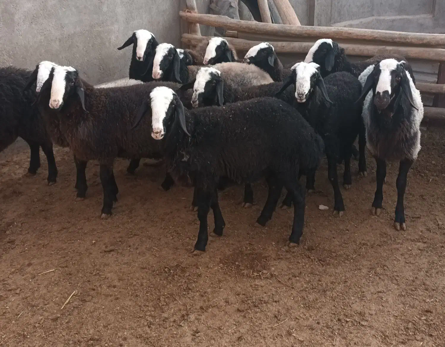 گوسفند نژاد شال میش بره ماده بره قوچ|حیوانات مزرعه|دشتابی, |دیوار