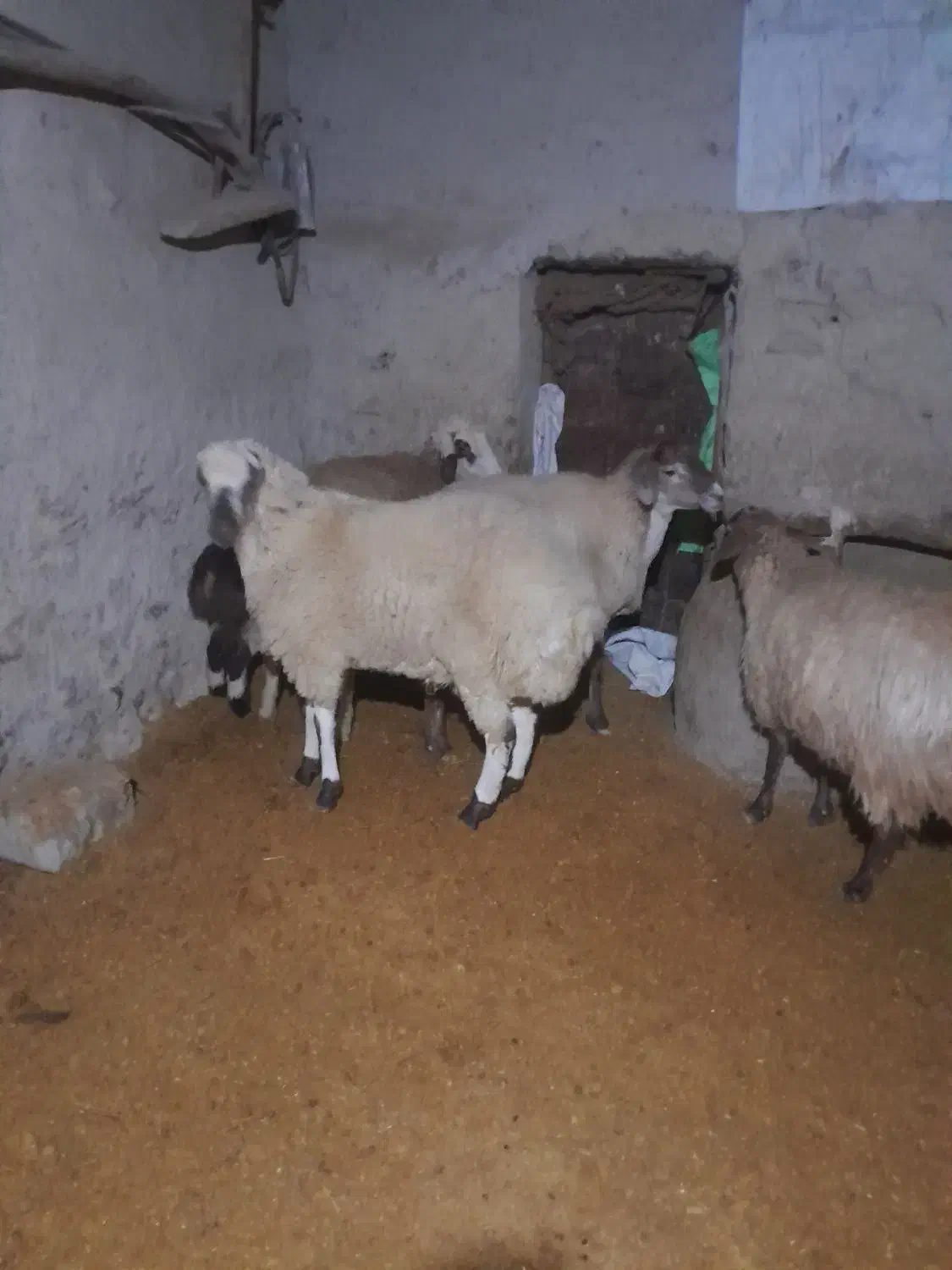 بره نر|حیوانات مزرعه|مانه, |دیوار