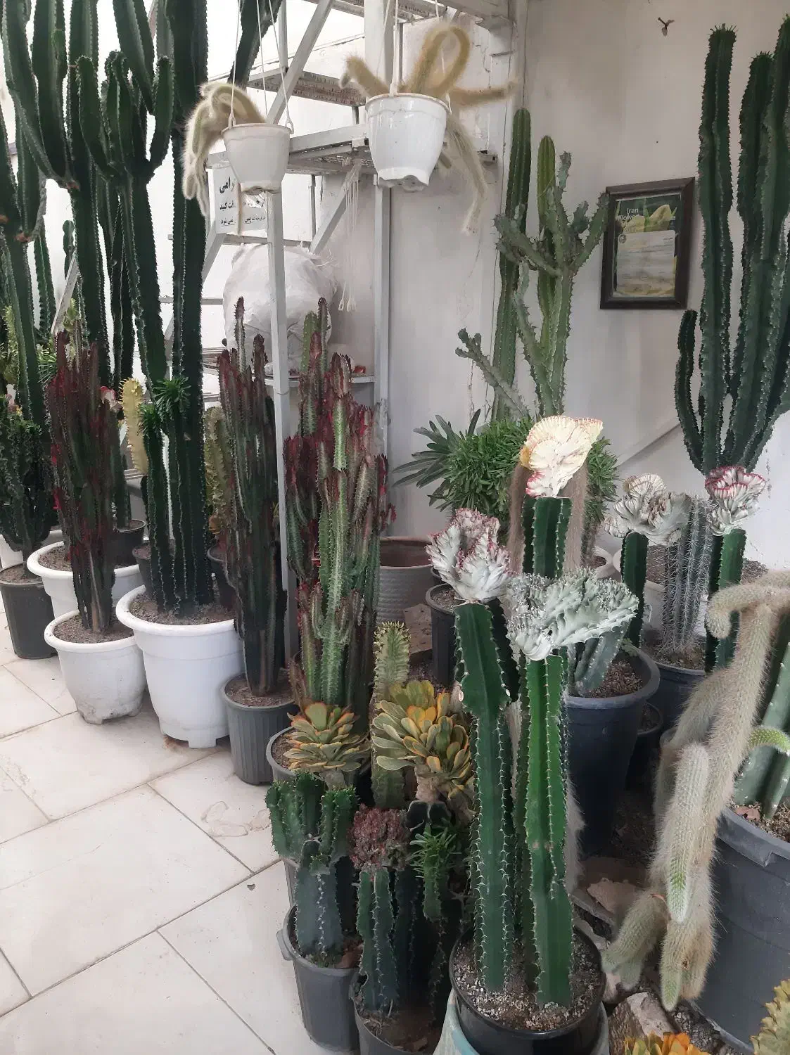 انواع کاکتوس های تزئینی و دکوراتیو|گل و گیاه طبیعی|مشهد, شهرک صنعتی توس|دیوار