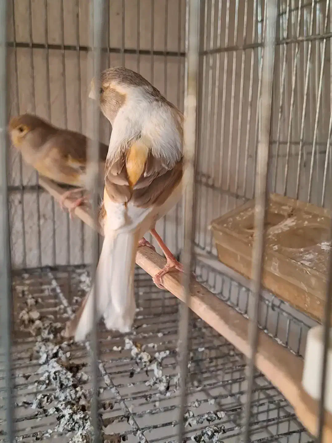 دوعدد ماده قناری ابلغ اهویی جفت خور سهره|پرنده|شیراز, پودنک|دیوار