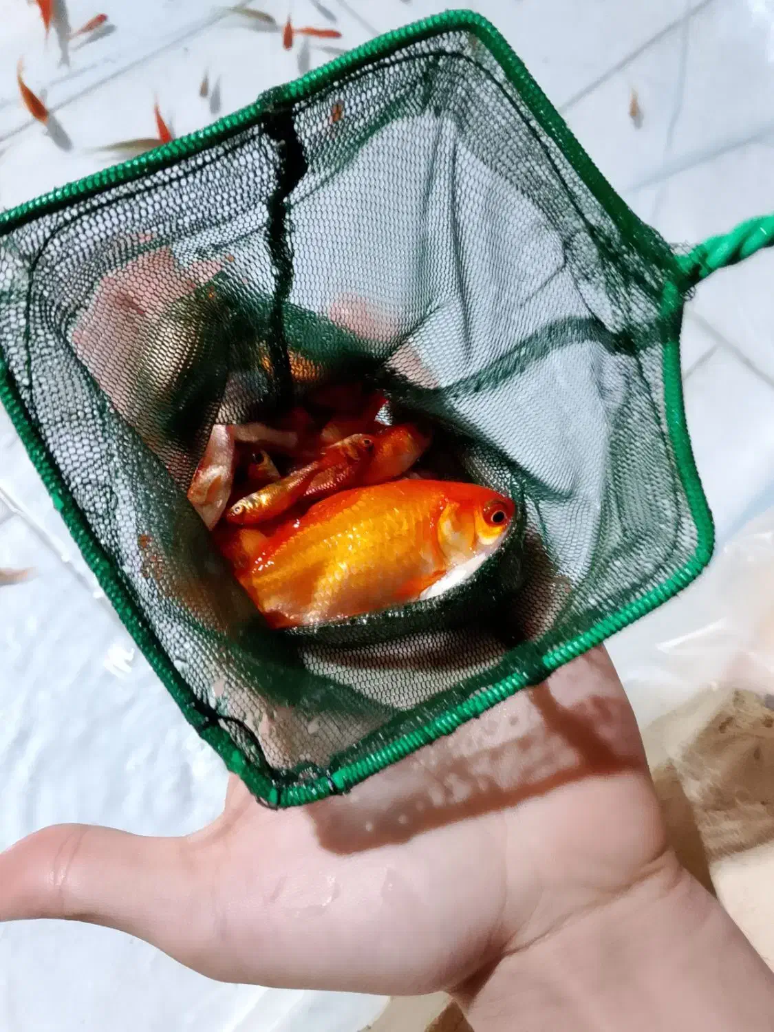 ماهی قرمز|ماهی|یزد, |دیوار